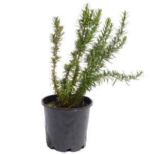 Tuscan blue Rosemary