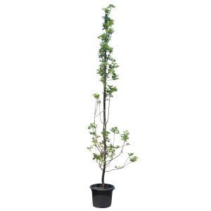 Upright Crab Apple