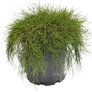 Casuarina Cousin It