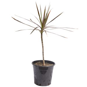 Dracenia Black Knight