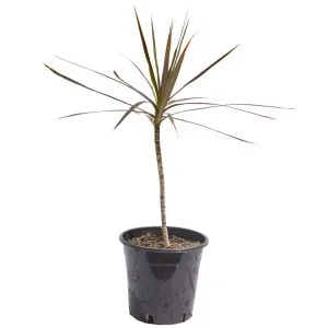 Dracenia Black Knight