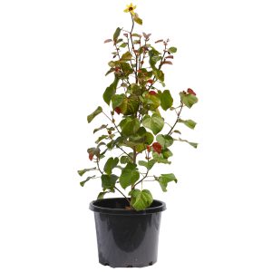 Hibiscus Red Cotton Wood
