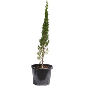 Pencil Pine