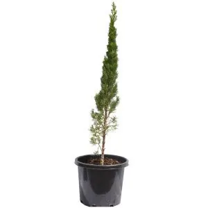 Pencil Pine