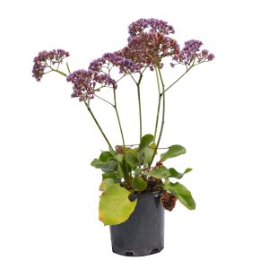 Sea Lavender