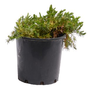 Shore Juniper
