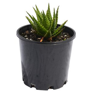 Aloe Bumble Bee (Aloe hybrid 'LEO 6658')