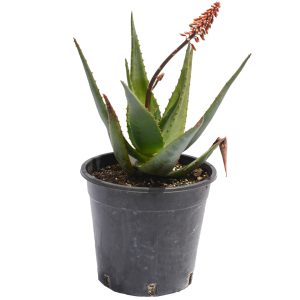 Aloe Ivory Down Flower (Aloe hybrid 'LEO 4744')