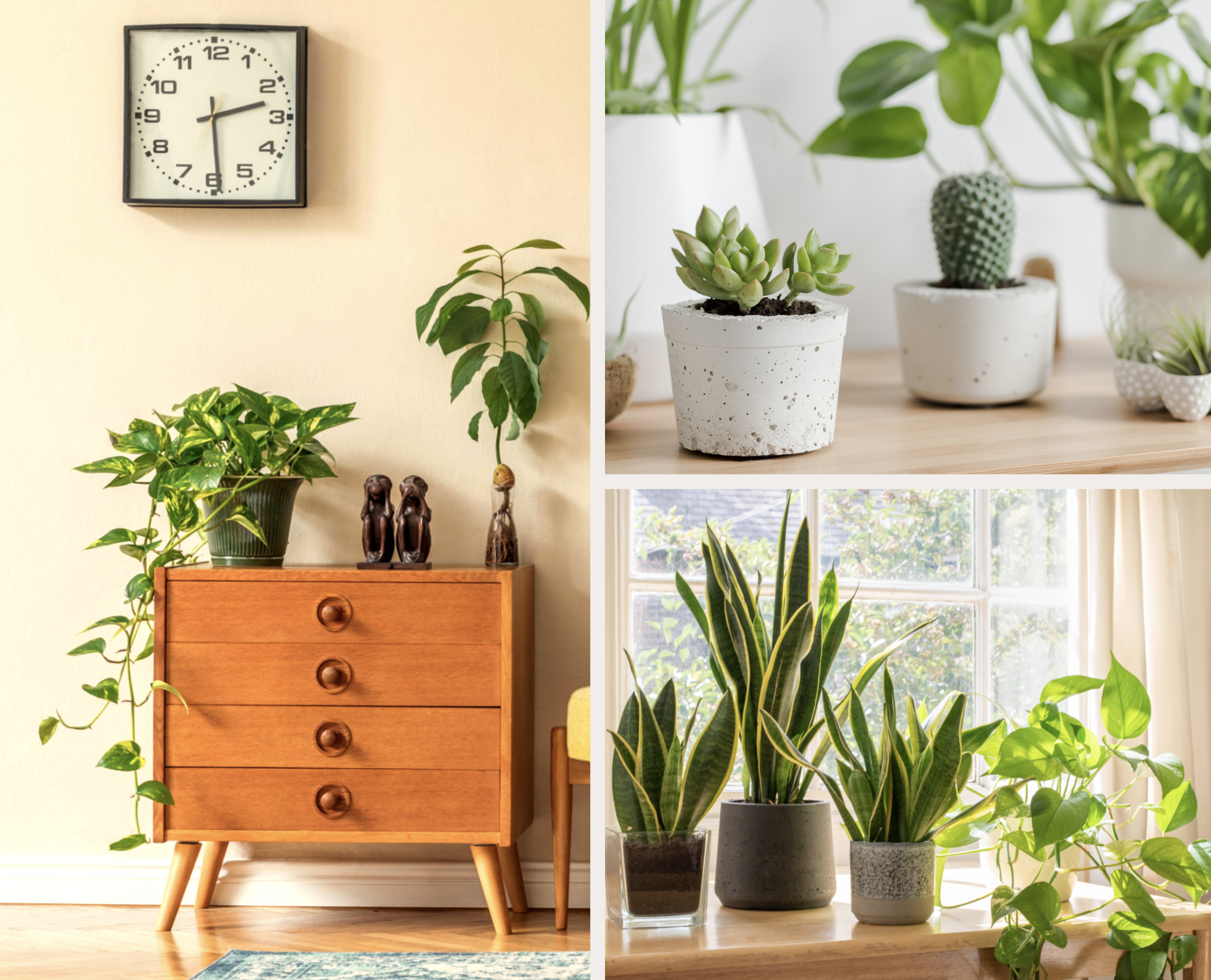 Assortment of low-maintenance plants including Pothos, Snake Plant, Spider Plant, and ZZ Plant arranged in a stylish indoor setting