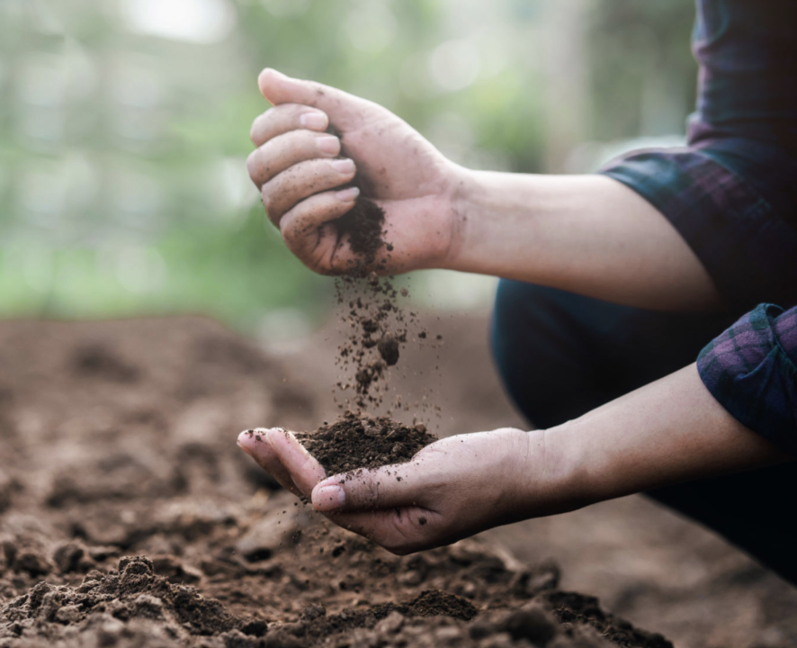 Healthy soil with rich organic matter and microorganisms, showing a vibrant garden with well-nourished plants