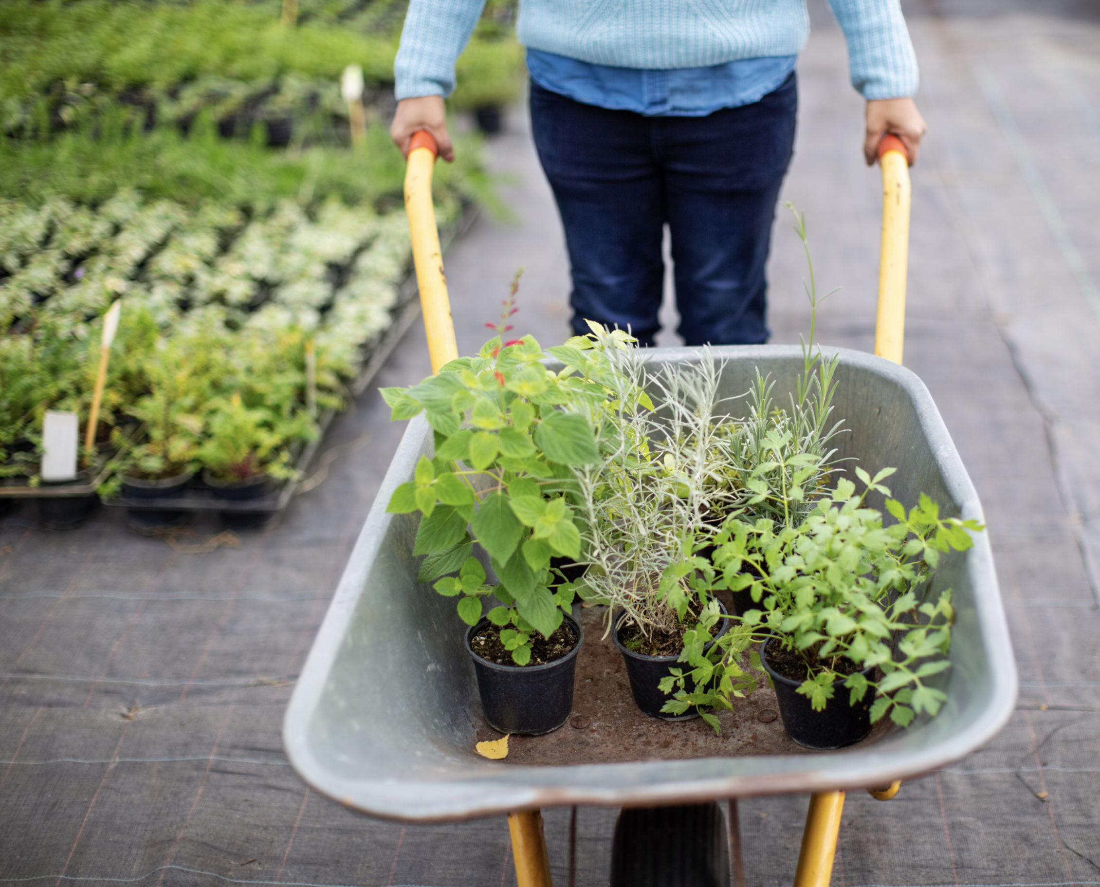 Garden with diverse companion plants, including marigolds, tomatoes, and aromatic herbs, illustrating natural pest control and enhanced growth.