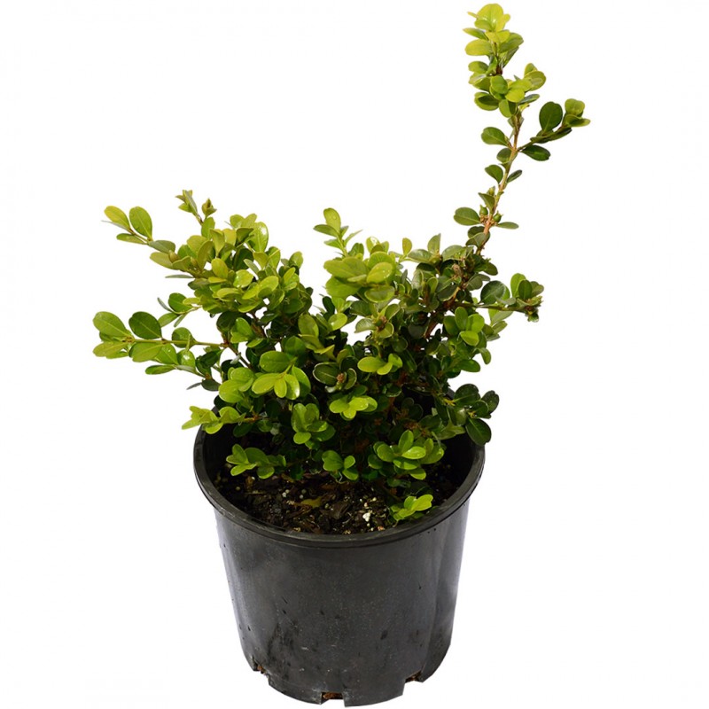 Japanese Box Online Plant Shop Adelaide