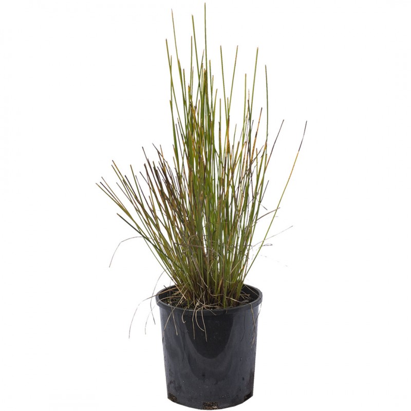 Knobby Club Rush | Online Plant Shop Adelaide