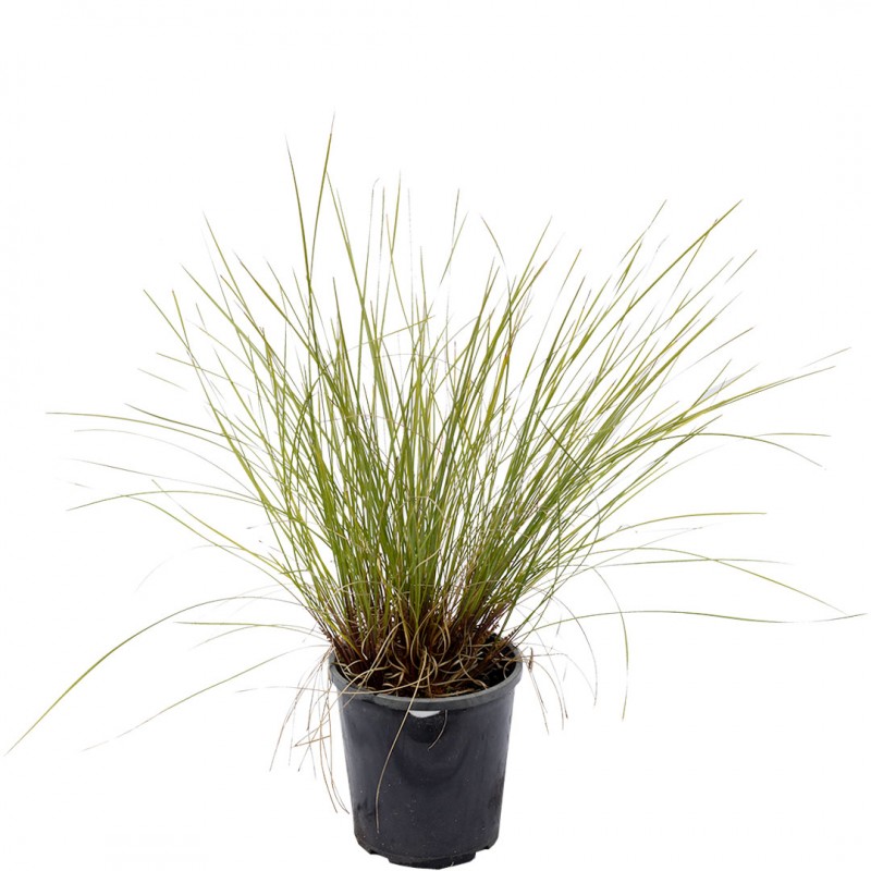 Lomandra Fine Leaf Blue | Online Plant Shop Adelaide